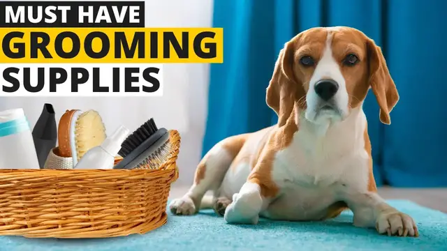 'Video thumbnail for 9 Grooming Supplies Every Beagle Owner MUST have'