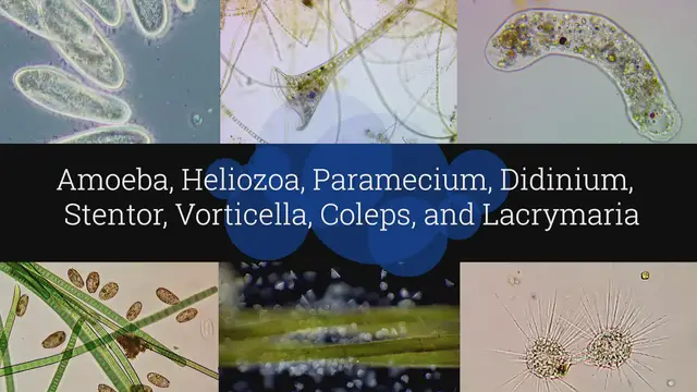 'Video thumbnail for Microscopic Organisms in a Drop of Pond Water - Episode 2'