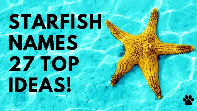 'Video thumbnail for Starfish names 27 TOP & Best & Creative Ideas'