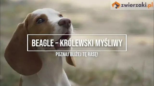 'Video thumbnail for Beagle – opis rasy'