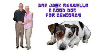 'Video thumbnail for Are Jack Russells a Good Dog For Seniors?'