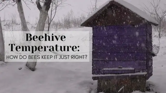 'Video thumbnail for Beehive Temperature'