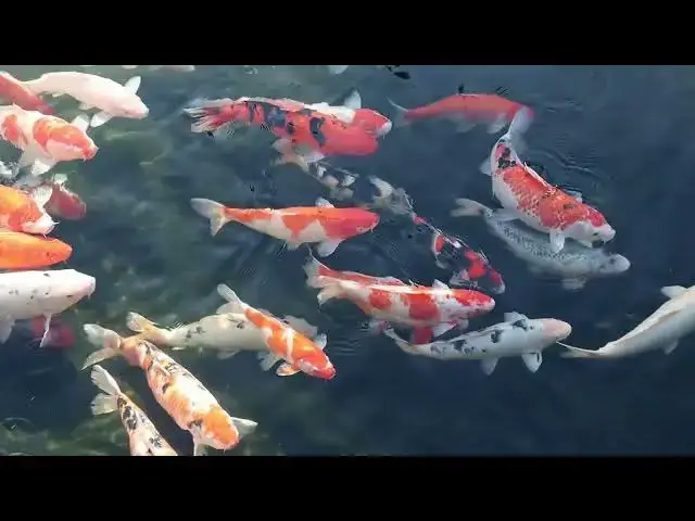 'Video thumbnail for Koi Fish: From Ancient Symbols to Modern Street Art in Japan'