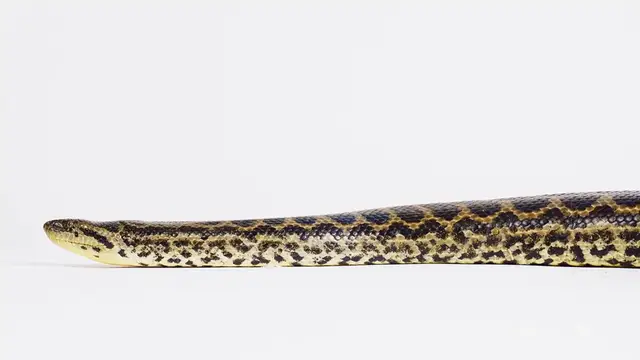 'Video thumbnail for International Snake Day'