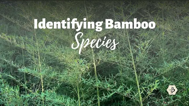 'Video thumbnail for Bamboo Species Identification'