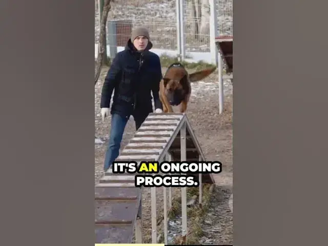 'Video thumbnail for Preventing aggression Early socialization and training are essential to prevent aggression in gsd'