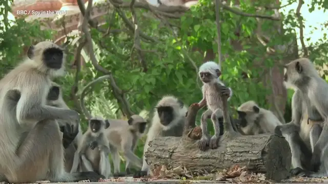 'Video thumbnail for  Watch these Langur Monkeys they mourn what they think is a dead baby'