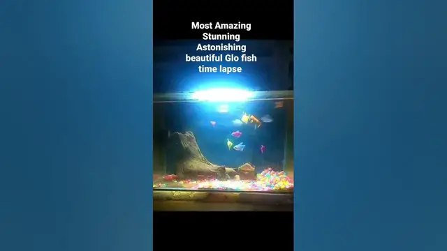 'Video thumbnail for Most Amazing Stunning Astonishing beautiful glo fish 🐠🐟'