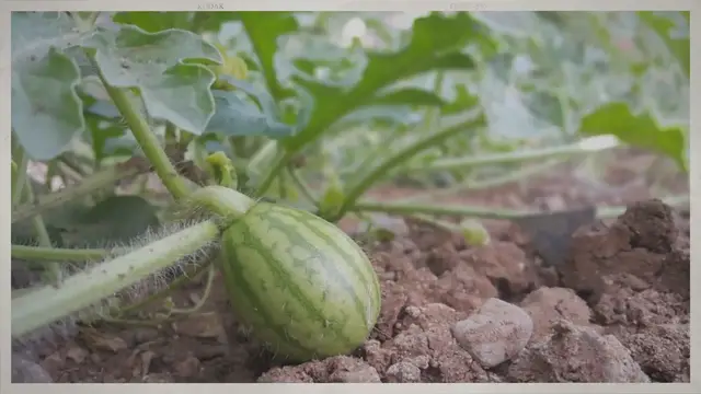 'Video thumbnail for Do Watermelons Grow on Trees?'
