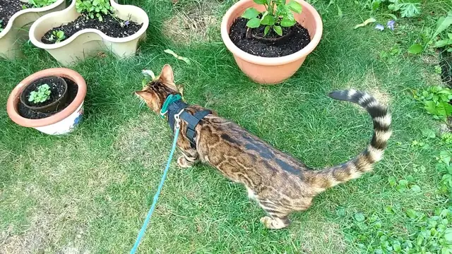 'Video thumbnail for Bengal Cat Outdoor Adventure'