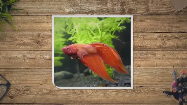 'Video thumbnail for Swim Bladder Disease In Bettas (Common Causes)'