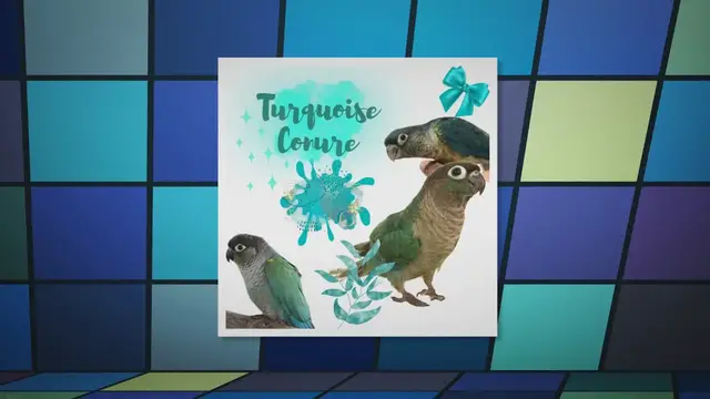 'Video thumbnail for Turquoise conure'