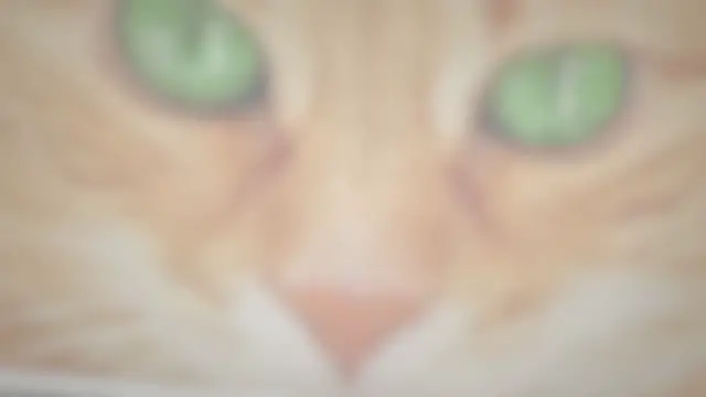 'Video thumbnail for 9 Best Cats With Green Eyes'