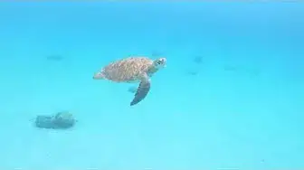 'Video thumbnail for Snorkelen met schildpadden Playa Grandi, Curaçao'