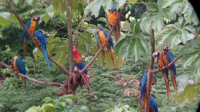 'Video thumbnail for Tambopata Clay Lick papegaaien'