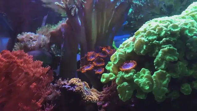 'Video thumbnail for Mixing sps lps and soft corals'