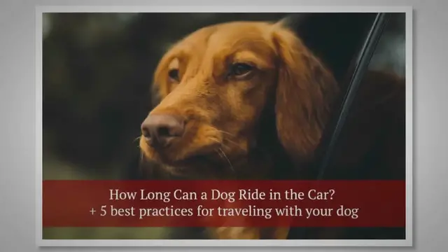 'Video thumbnail for How Long Can a Dog Ride in the Car? + 5 best practices for traveling with your dog'