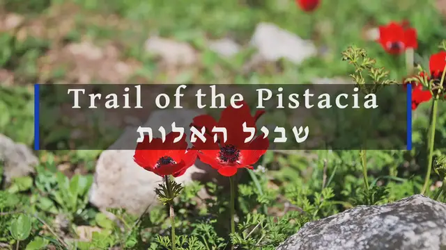 'Video thumbnail for Trail of the Pistacia'