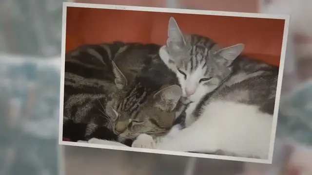 'Video thumbnail for How to use Hibiscrub on cats? How to Safely Use It'
