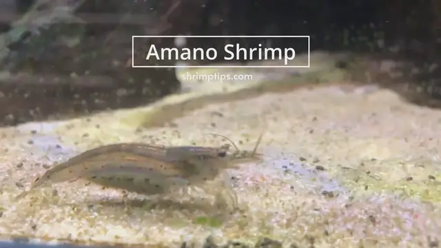 'Video thumbnail for pregnant Amano shrimp'