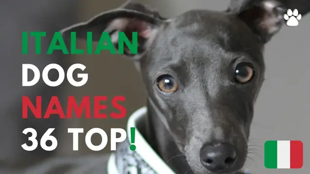 'Video thumbnail for Italian Dog Names 36 ONLY TOP Ideas'