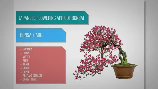 'Video thumbnail for Japanese flowering apricot bonsai care'
