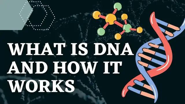 'Video thumbnail for What is DNA and How Does It Works? Structure & Function'