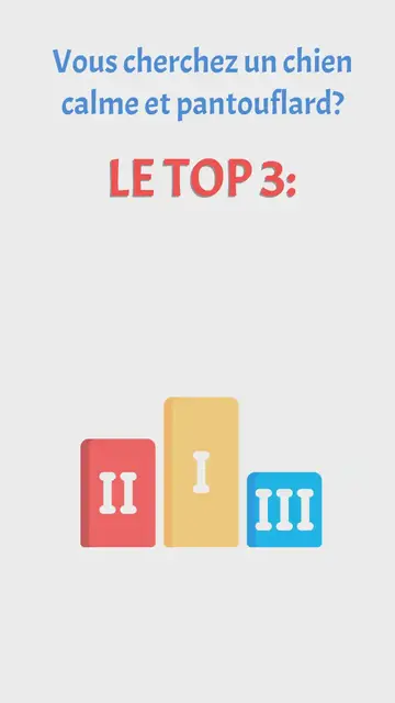 'Video thumbnail for Top 3 chien calme et pantouflard'