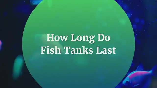 'Video thumbnail for How Long Do Fish Tanks Last'
