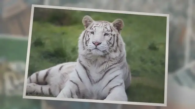 'Video thumbnail for Caspian Tigers: Everything You Need To Know'