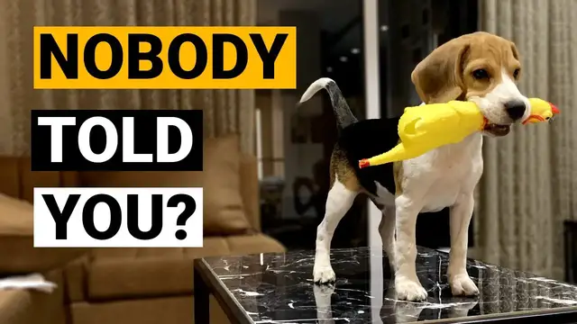 'Video thumbnail for Things NOBODY tells you about owning a Beagle'
