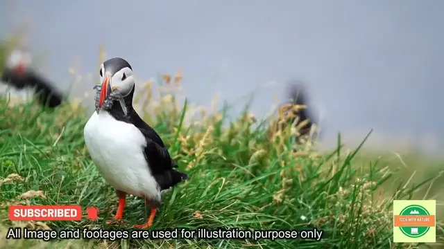 'Video thumbnail for Bird population is Declining #worldenvironmentday | @techwithnature'