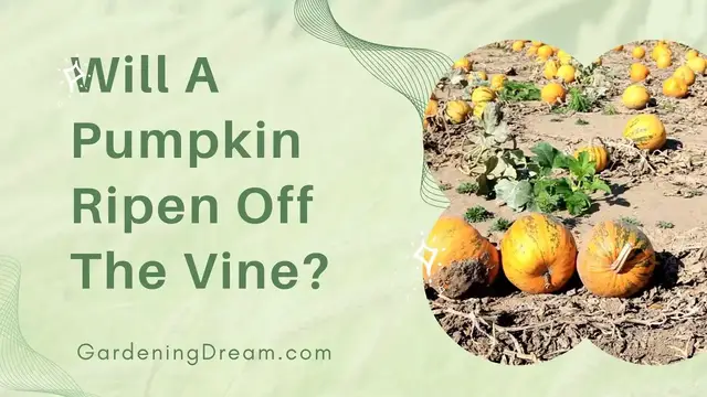 'Video thumbnail for Will A Pumpkin Ripen Off The Vine'