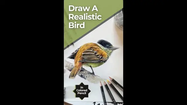 'Video thumbnail for Drawing Challenge: Realistic Bird?'