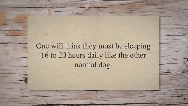 'Video thumbnail for How many hours should a border collie sleep'