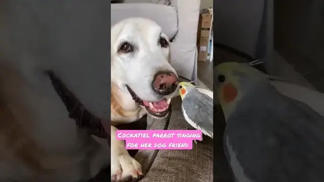 'Video thumbnail for two happy friends dog and cockatiel bird'