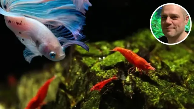 'Video thumbnail for Can Red Cherry Shrimp Live With A Betta? HOW TO MAKE THIS COMBINATION WORK?'