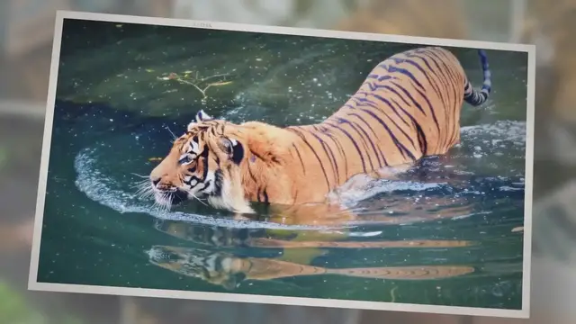 'Video thumbnail for Bengal Tigers: Everything You Need To Know'