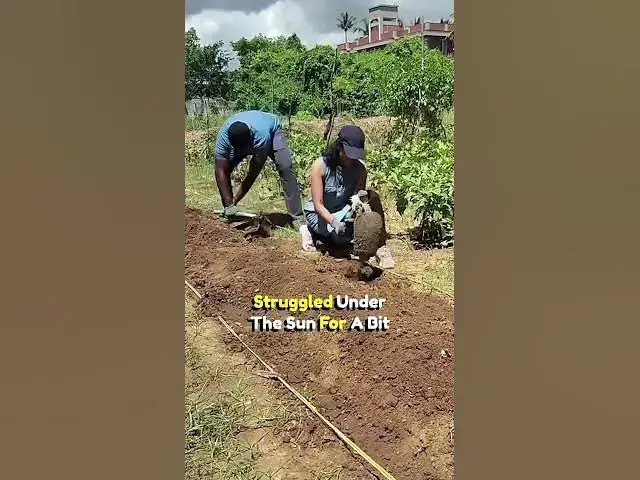 'Video thumbnail for Organic Farm Visit Experience in Chennai provided by Throughlocals #farmvisit #organicfarm'
