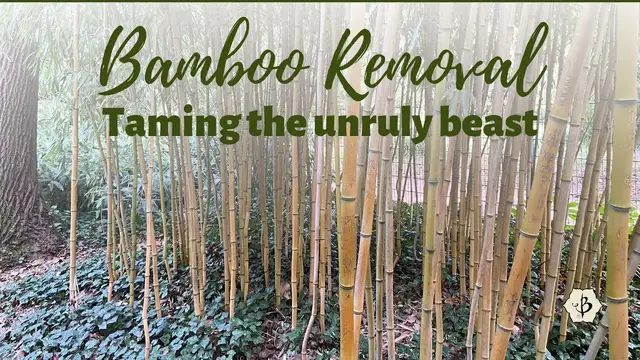 'Video thumbnail for Bamboo Removal, Eradication and Containment'