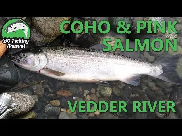 'Video thumbnail for Vedder River Coho & Pink Salmon - Mid September 2017'