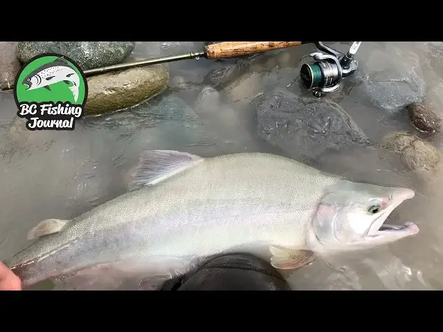 'Video thumbnail for Pink Salmon fishing with a massive bonus catch!'