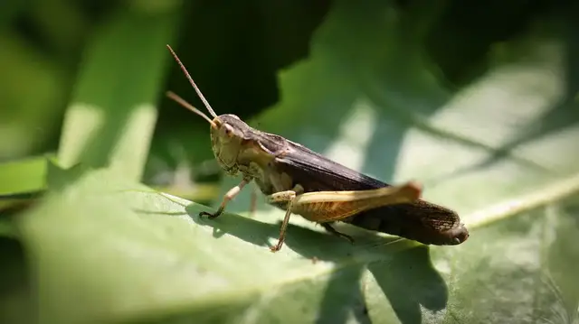 'Video thumbnail for How To Keep Bugs Out Of Container Gardens'