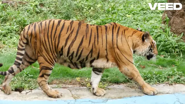 'Video thumbnail for Discover the Incredible World of Tigers'