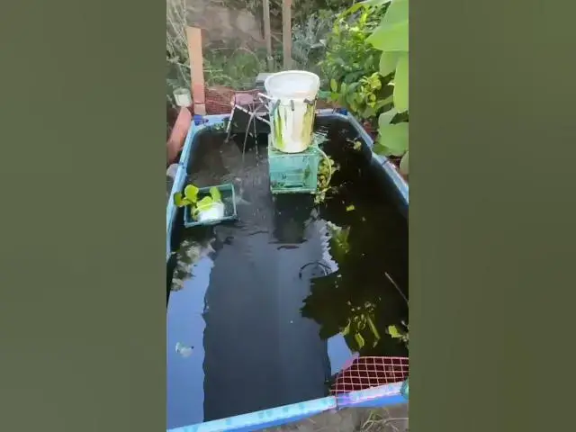 'Video thumbnail for Yacarés, tarántulas, tortugas, alacranes, arañas y serpientes eran vendidos por WhatsApp'