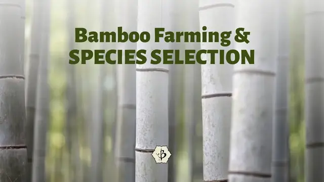 'Video thumbnail for Bamboo Farming and Species Selection'