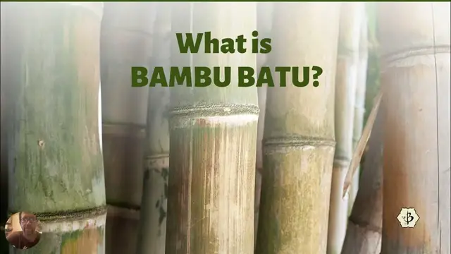 'Video thumbnail for What is Bambu Batu?'