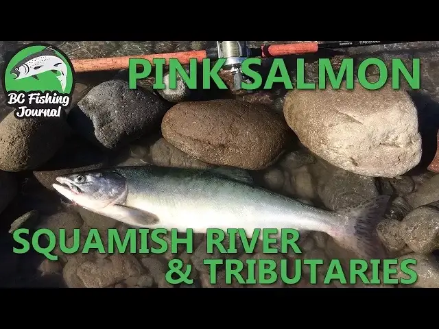 'Video thumbnail for Pink Salmon Fishing in the Squamish River & Tributaries'