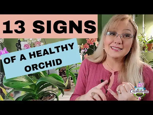 'Video thumbnail for 13 Signs of a Healthy Orchid: Buying New Orchids or Evaluating Your Own Care'