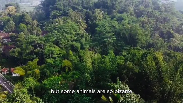'Video thumbnail for Animals You Won’t Believe Exist'